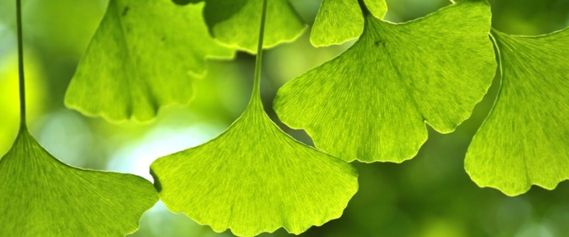 The Benefits and Risks of Taking Ginkgo Biloba Every Day