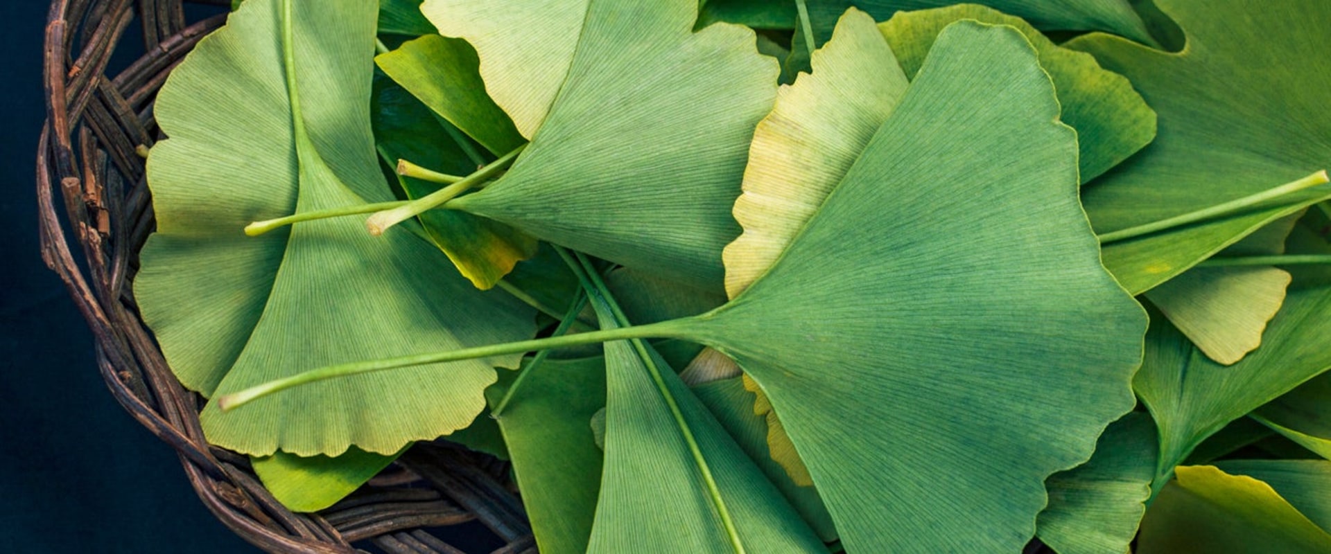 Unlocking the Power of Ginkgo Biloba 500mg