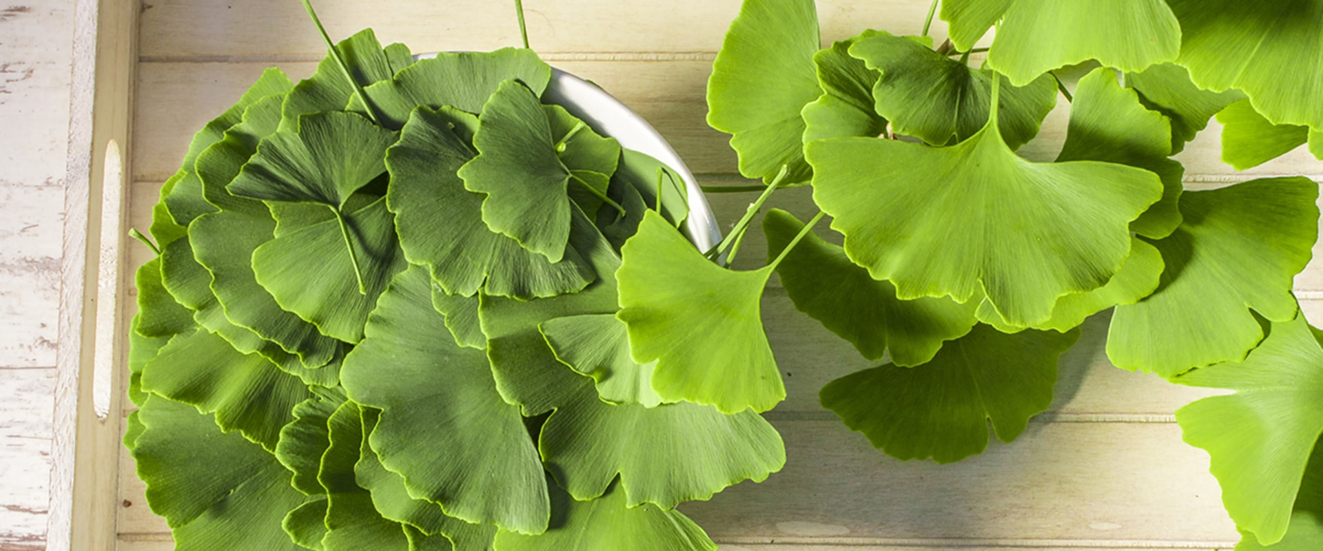 The Benefits of Taking Ginkgo Biloba Before Bed