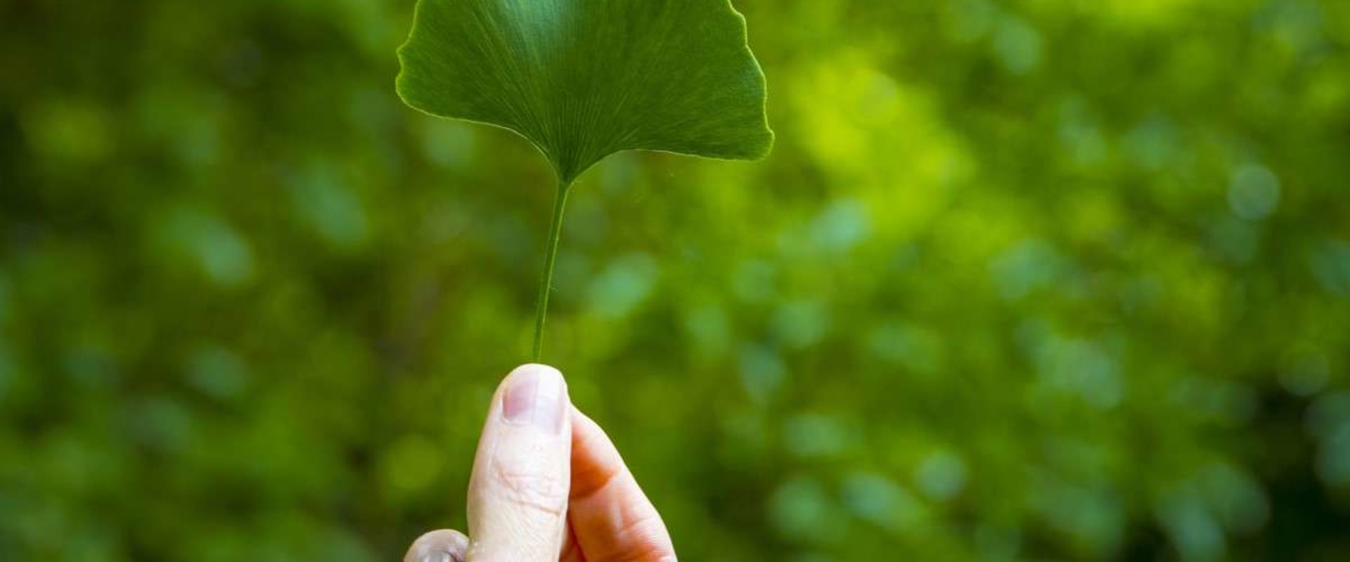 The Truth About Ginkgo Biloba and Blood Thinning