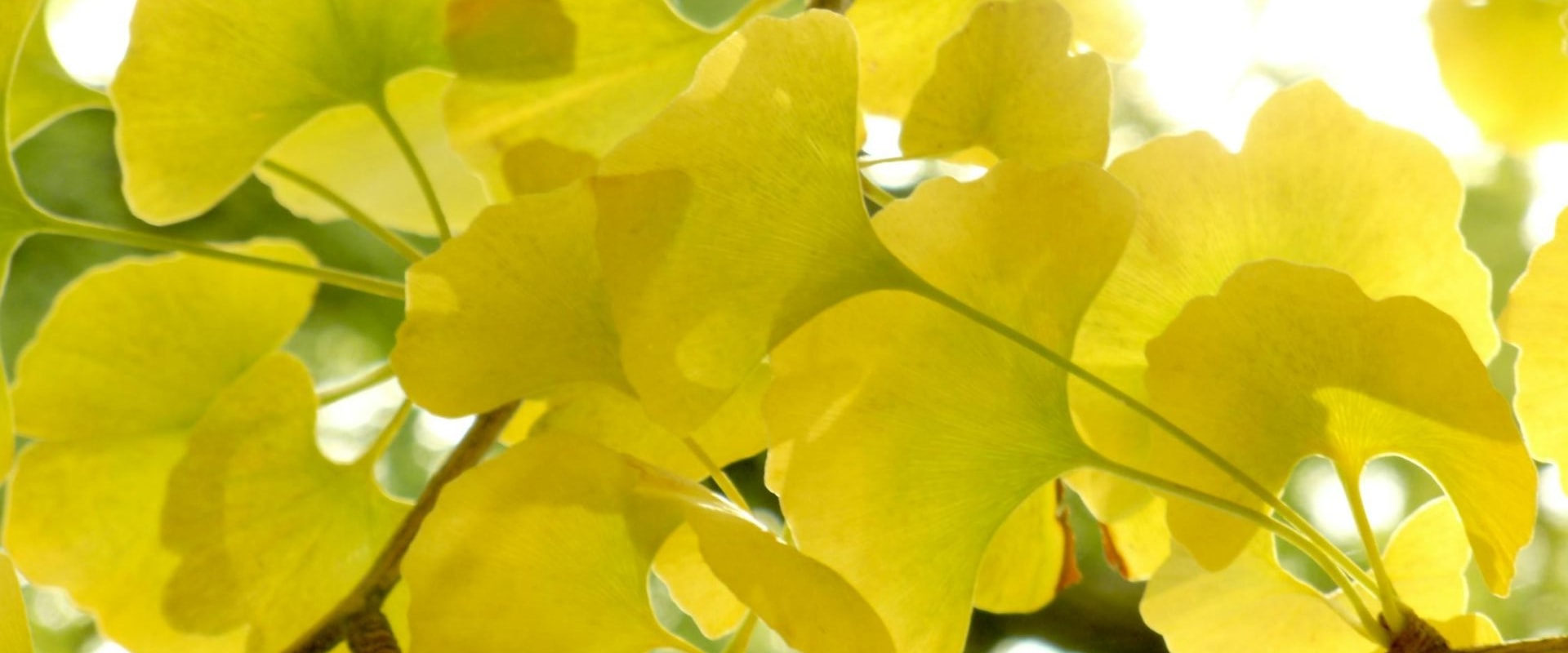 The Amazing Benefits of Ginkgo Biloba for Your Mind and Body