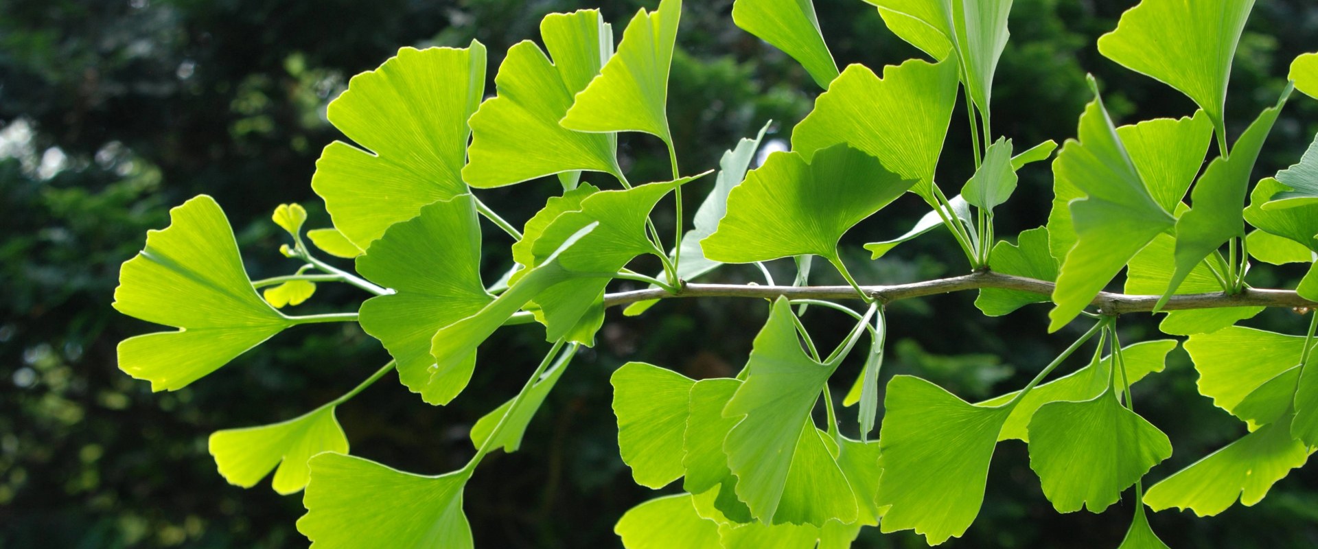 The Power of Ginkgo Biloba: How Long Does it Take to See Results for Memory?