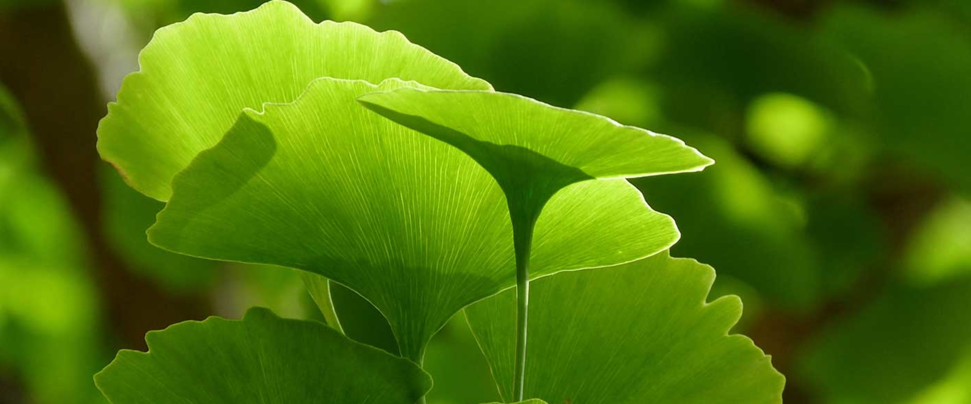 The Benefits of Taking Ginkgo Biloba at Night