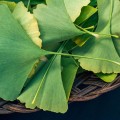 The Benefits and Risks of Taking Ginkgo Biloba Twice a Day