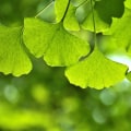 The Benefits and Risks of Taking Ginkgo Biloba Every Day