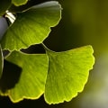 The Truth About Ginkgo Biloba and Blood Pressure