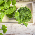 The Benefits of Taking Ginkgo Biloba Before Bed