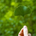 The Truth About Ginkgo Biloba and Blood Thinning