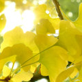 The Amazing Benefits of Ginkgo Biloba for Your Mind and Body