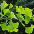 The Power of Ginkgo Biloba: How Long Does it Take to See Results for Memory?