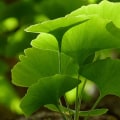 The Benefits of Taking Ginkgo Biloba at Night