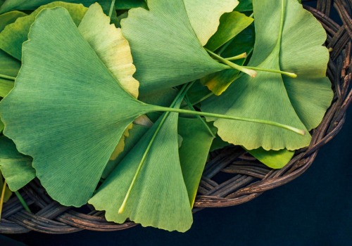 The Benefits and Risks of Taking Ginkgo Biloba Twice a Day