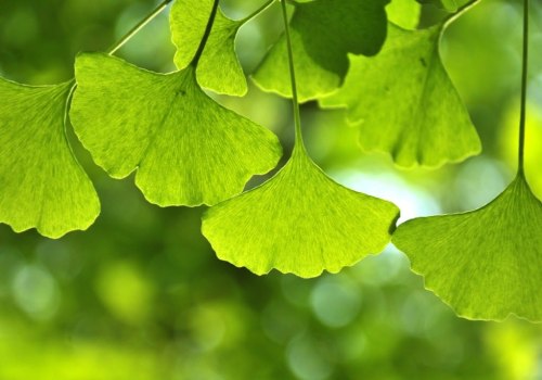 The Benefits and Risks of Taking Ginkgo Biloba Every Day