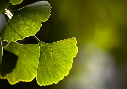 The Truth About Ginkgo Biloba and Blood Pressure