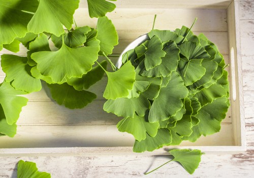 The Benefits of Taking Ginkgo Biloba Before Bed