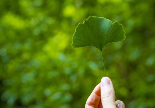 The Truth About Ginkgo Biloba and Blood Thinning