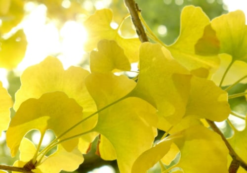 The Amazing Benefits of Ginkgo Biloba for Your Mind and Body