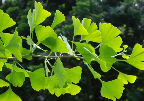 The Power of Ginkgo Biloba: How Long Does it Take to See Results for Memory?