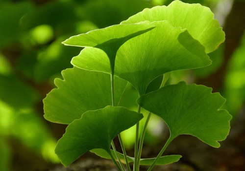 The Benefits of Taking Ginkgo Biloba at Night